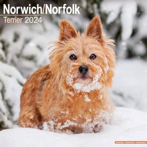 Norfolk Terrier 2024 Calendar