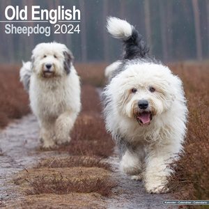 Old English Sheepdog 2024 Calendar