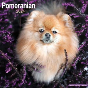 Pomeranian 2024 Calendar