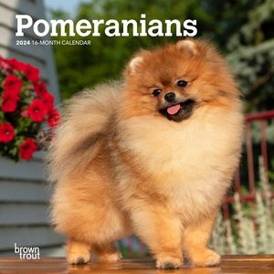 Pomeranian Calendars 2024 Calendar