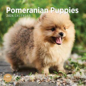 Pomeranian Puppies 2024 Calendar