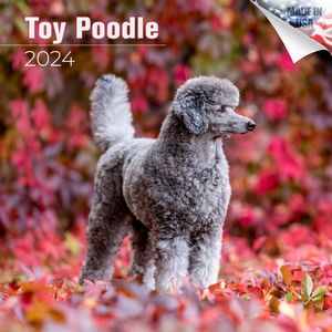 Toy Poodle 2024 Calendar