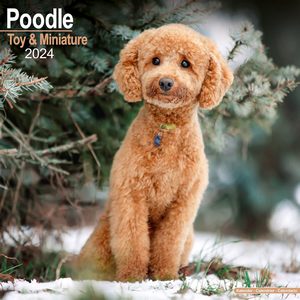 Toy & Miniature Poodle 2024 Calendar