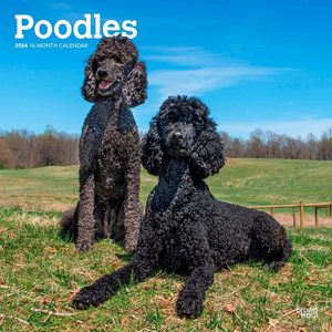 Poodles 2024 Calendar