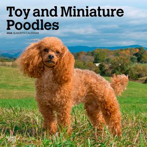 Toy and Miniature Poodles 2024 Calendar