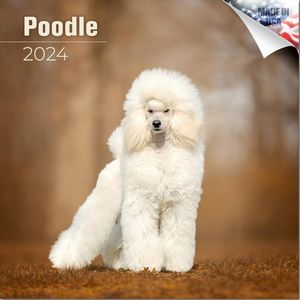 Poodle 2024 Calendar