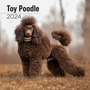 Toy Poodle 2024 Wall Calendar
