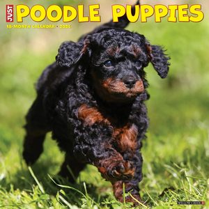 Poodle Puppies 2024 Calendar