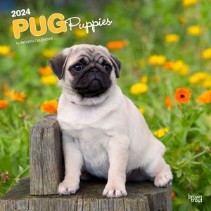 Pug Puppies 2024 Calendar