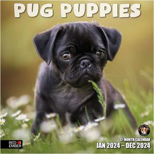 Pug Puppies 2024 Calendar