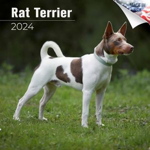 Rat Terrier 2024 Calendar