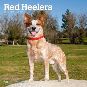 Red Heelers 2024 Calendar
