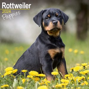 Rottweiler Puppies 2024 Calendar
