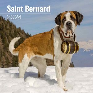 Saint Bernard 2024 Calendar