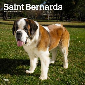 Saint Bernards 2024 Calendar
