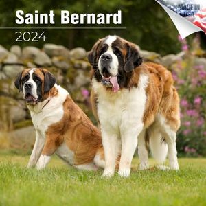 Saint Bernard 2024 Calendar