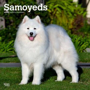 Samoyeds 2024 Calendar