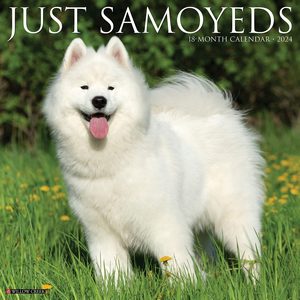 Just Samoyeds 2024 Calendar