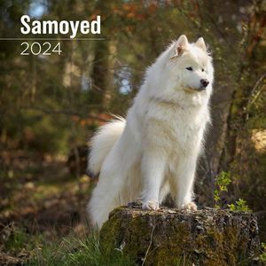 Samoyed 2024 Wall Calendar