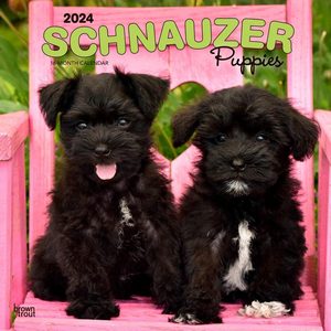 Schnauzer Puppies 2024 Calendar