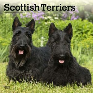 Scottish Terriers 2024 Calendar