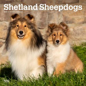 Shetland Sheepdogs 2024 Calendar