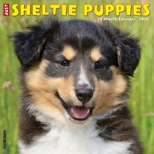 Sheltie Puppies 2024 Calendar