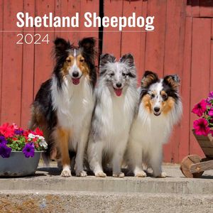 Shetland Sheepdog 2024 Wall Calendar