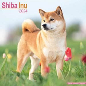 Shiba Inu 2024 Calendar