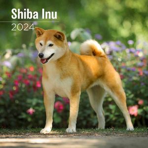 Shiba Inu 2024 Wall Calendar