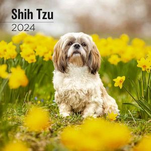 Shih Tzu 2024 Wall Calendar