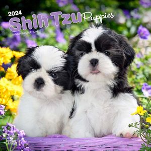 Shih Tzu Puppies 2024 Calendar