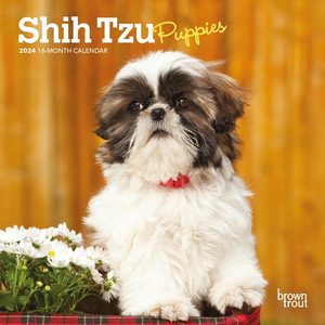 Shi Tzu Puppies 2024 Calendar