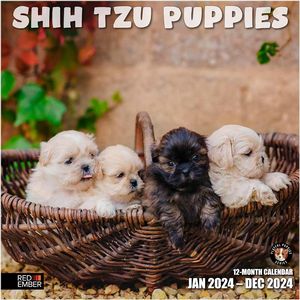 Shih Tzu Puppies 2024 Calendar