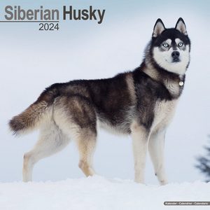 Siberian Husky 2024 Calendar