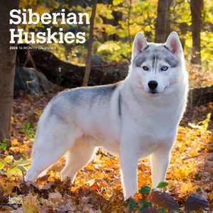 Siberian Huskies 2024 Calendar