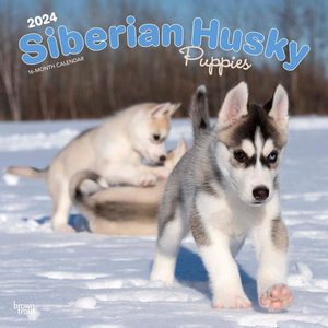 Siberian Husky Puppies 2024 Calendar