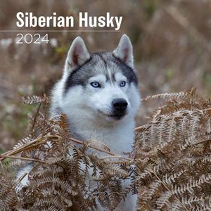 Siberian Husky 2024 Wall Calendar