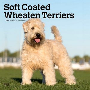 Soft Coated Wheaten Terriers 2024 Calendar
