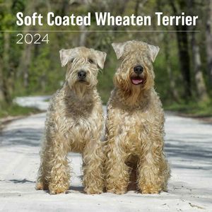 Soft Coated Wheaten Terrier 2024 Calendar