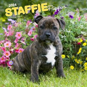 Staffie Puppies 2024 Calendar