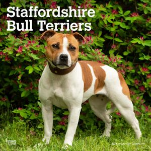 Staffordshire Bull Terriers 2024 Calendar