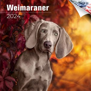 Weimaraner 2024 Calendar