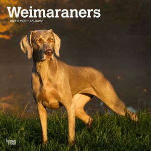 Weimaraners 2024 Calendar