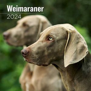 Weimaraner 2024 Wall Calendar