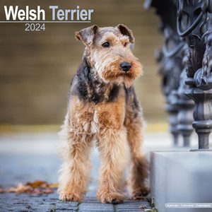 Welsh Terrier 2024 Calendar