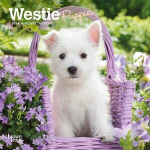 Westie Puppies 2024 Calendar
