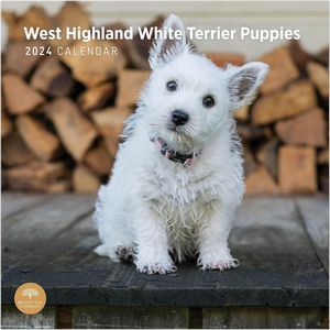 West Highland White Terrier Puppies 2024 Calendar
