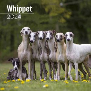 Whippets 2024 Wall Calendar