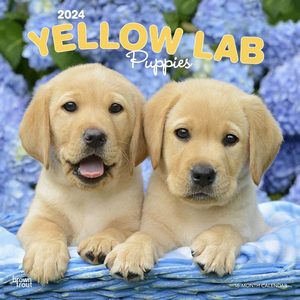 Yellow Lab Puppies 2024 Calendar